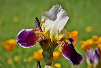 虹膜 剑百合 Iridaceae 紫色的 春花 花 植物 开花