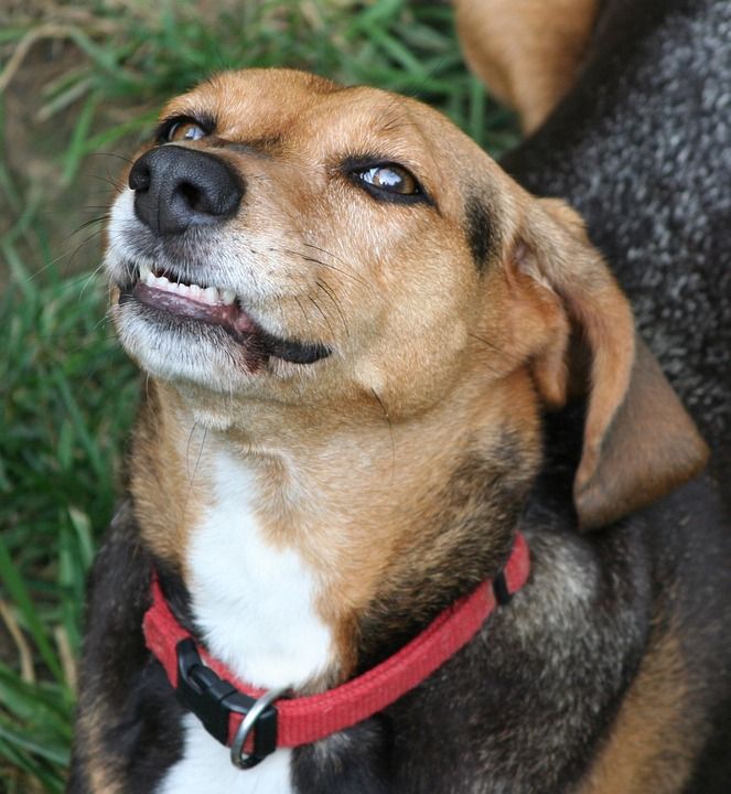 狗 犬类 猎犬 咆哮 牙齿 宠物