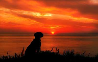 想知道 狗 日落 动物 户外的 夏天 惊险 犬类 景观 自然