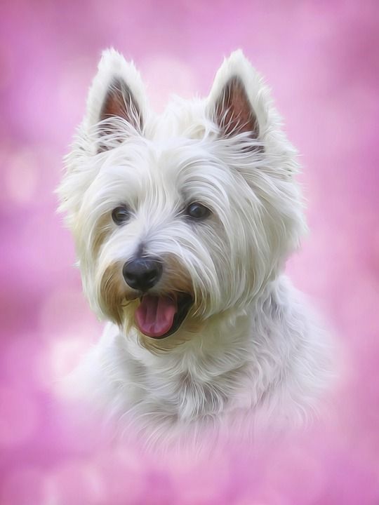 狗 宠物 动物 犬类 小狗 自然 可爱的 Westie 俏皮的