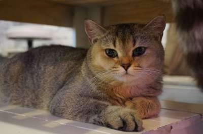 英国短毛猫 猫 宠物 动物 猫科动物 家畜 小猫 猫脸