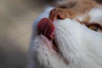 猫 舌头 舔 毛皮 晶须 动物 家畜 哺乳动物