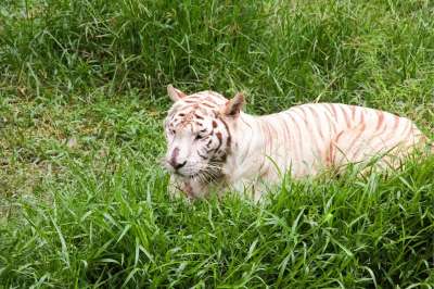 动物 危险 猎人 自然 睡眠 老虎 野生的 野生动物 动物园