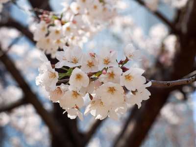 樱桃树 日本 鲜花 春天 粉色 日本的春天 春花 熊本