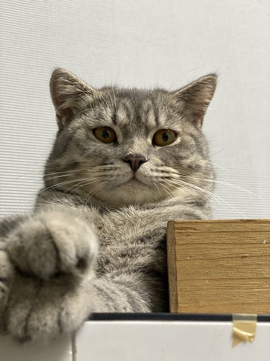猫 动物 宠物 猫科动物 小猫 可爱的 哺乳动物 老虎 肖像