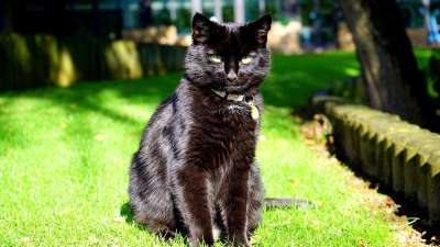 猫 黑色的 黑猫 动物 宠物 猫科动物 国内的 眼睛 小猫