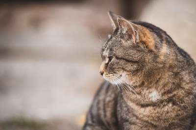 猫 宠物 猫科动物 动物 耳朵 胡须 说谎 哺乳动物 国内的