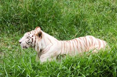 动物 危险 猎人 自然 睡眠 老虎 野生的 野生动物 动物园