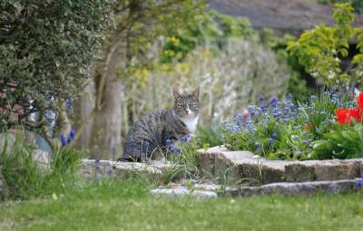 猫 家猫 动物 花园 春天 花 牧歌 植物 坐着 安静的