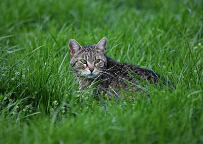 猫 草 猫的眼睛 小猫 性质 在草地上 绿色 年轻的小猫 观察
