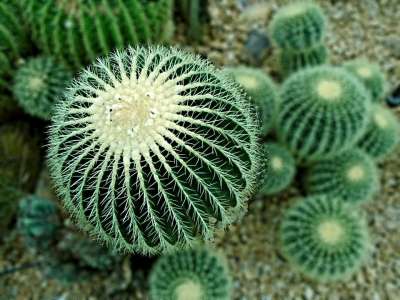 仙人掌 沙漠 绿色 带刺的 墨西哥 植物 花园 脊柱 桶仙人掌