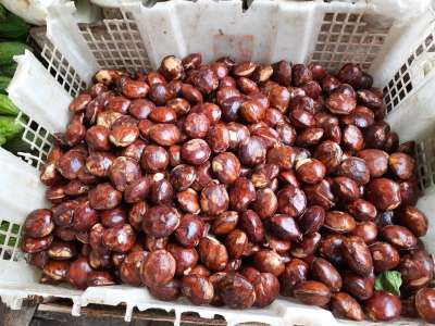 积果 种子 水果 市场 闻 抽搐 柠檬酸 老虎心 阿蒂·蒙