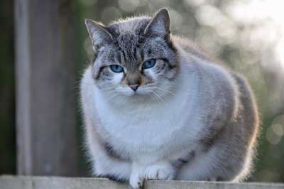猫 松露猫 鼻子的猫 胡同猫 欧洲猫 猫蓝色的眼睛 动物 阴云