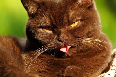 英国短毛猫 猫 宠物 猫科动物 动物 睡觉 脸 毛皮 基蒂