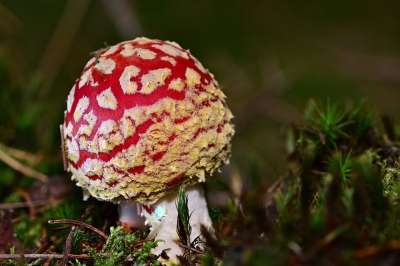森林 落下 毒菌 小的 苔藓 红色的