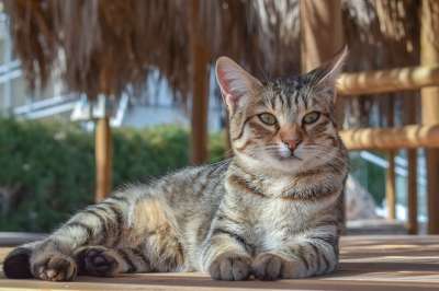 猫 迷路 休息 户外的 肖像 好奇的 可疑的 看着