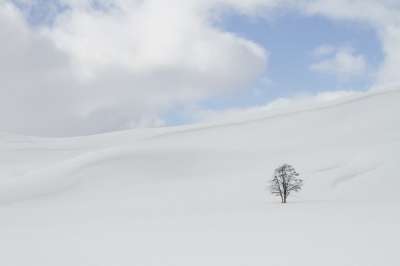冬天 雪 隔离 白色的 寒冷的 冻结 自然