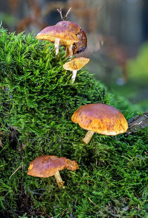 蘑菇 海绵 小蘑菇 苔藓 光盘真菌 落下 森林蘑菇 蘑菇收集