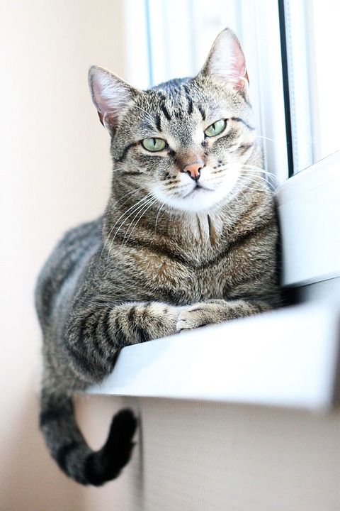 猫 小猫 动物 宠物 鱼骨 可爱 家猫 放松 胡子 耳朵