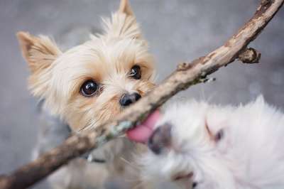 狗 小的 Yorki 约克夏 梗犬 小狗 纯种狗 地面 舌头