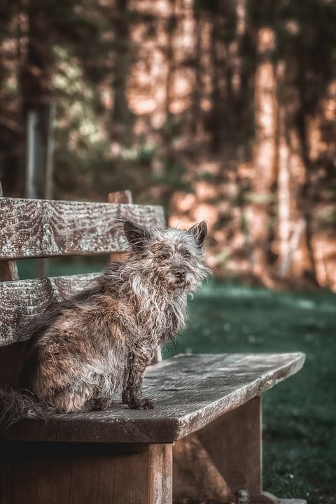 老山小猎犬 狗 宠物 老狗 长椅 动物 国内的 犬类 哺乳动物