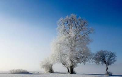 景观 乔木 性质 冬季 寒冷的 雪 霜 薄雾 走 蓝色