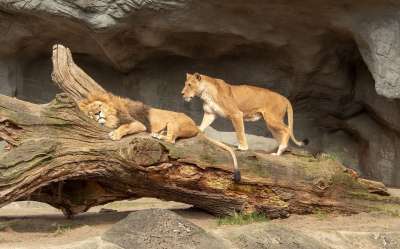 自然 哺乳动物 野生动物 动物 荒野 食肉动物 狮子 猫 捕食者