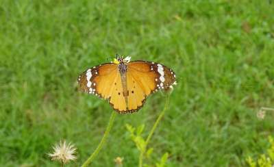 普通老虎 蝴蝶 昆虫 Danaus Chrysippus