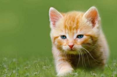 小猫 宠物 猫科动物 动物 猫 毛皮 基蒂 国内的 国内的猫