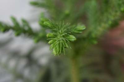 特写 植物 石松 绿色的植物 靠近绿色的植物 特写工厂