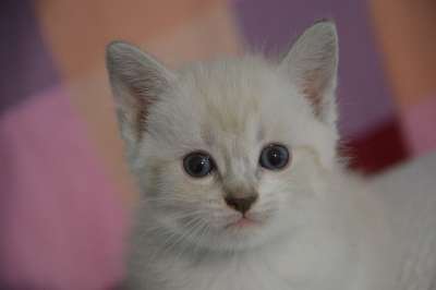猫 小猫 宠物 动物 猫看 胡子 猫科动物