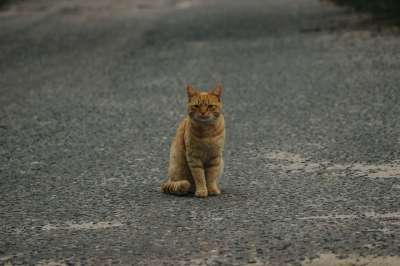 猫 动物 可爱的 宠物 小猫 街道 路 红色的