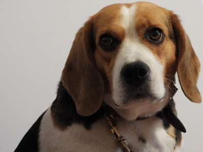 狗 Beagl 助理 漂亮 纵向 动物 棕色的 朋友 哺乳动物