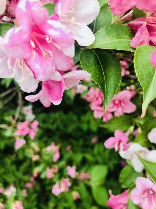 衬套 花朵 国家 花园 分配 工厂 粉色的 白色的 大自然的美丽