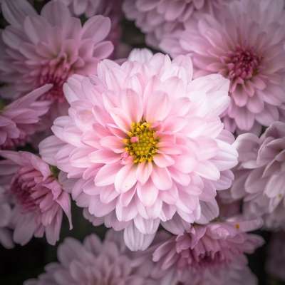 菊花 秋季 花 菊花节 秋季节 花卉 植物 花瓣 大自然