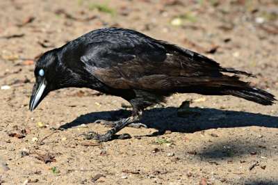 乌鸦 鸟 动物 Corvidae 羽毛 喙 瞬膜 第三眼睑