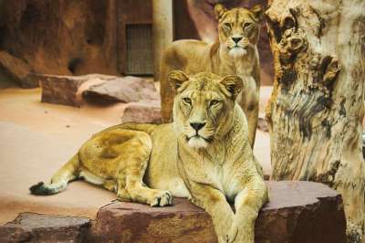 狮子 动物园 猫 捕食者 大猫 鬃毛 野生动物 危险的
