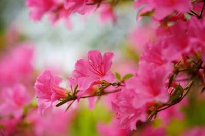 杜鹃 粉色的 灌木 花园 春天 开花 自然 开花灌木 杜鹃花