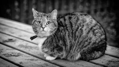 黑和白 猫 动物 国内的 宠物 向上看 可爱的 毛皮 哺乳动物