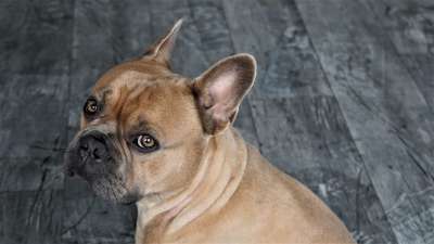 法国斗牛犬 狗 动物 家畜 动物肖像 斗牛犬 可爱的 看法