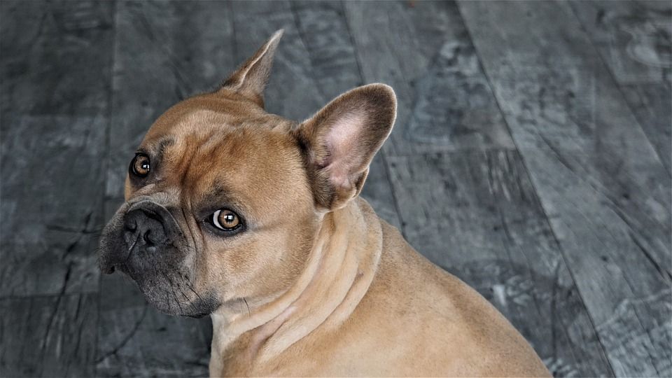 法国斗牛犬, 狗, 动物, 家畜, 动物肖像, 斗牛犬, 可爱的, 看法