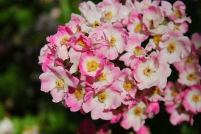 花 盛开 自然 工厂 夏天 春天 粉色的 浪漫的 花园