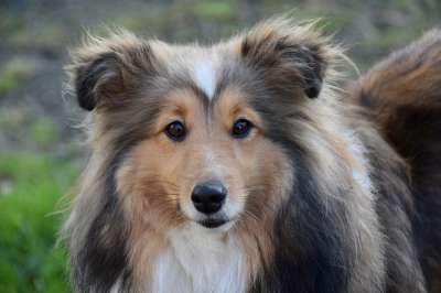 狗 母狗 狗肖像 设得兰群岛牧羊犬 纯种狗 婊子Nayana