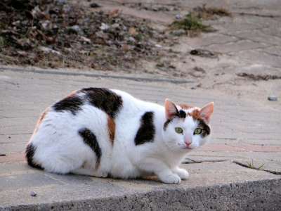 猫 哺乳动物 缓慢的生活 性质 捕食者 猫的眼睛 星座 胡子