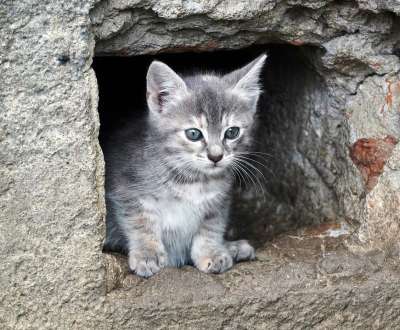 小猫 猫 猫科动物 可爱的 年轻 基蒂 眼睛 毛皮 俏皮的