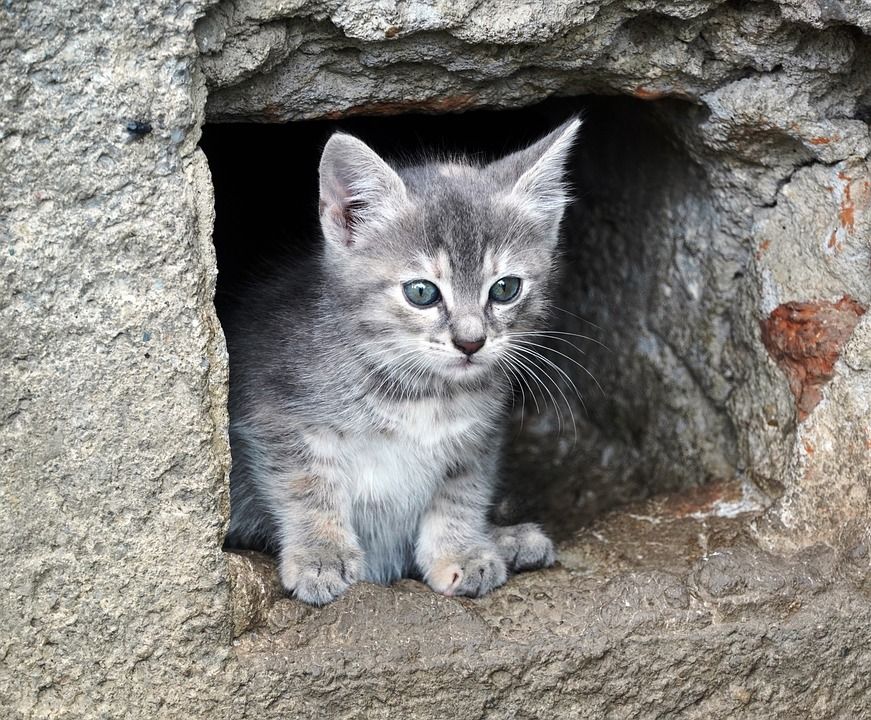 小猫, 猫, 猫科动物, 可爱的, 年轻, 基蒂, 眼睛, 毛皮, 俏皮的