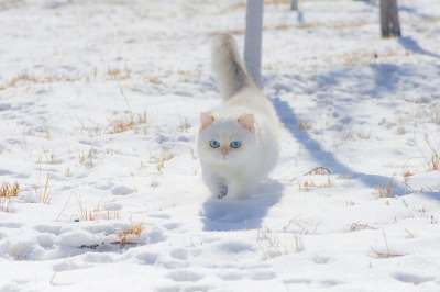 猫 小猫 雪 白色猫咪 宠物 年轻的猫 动物 国内的猫 猫科动物
