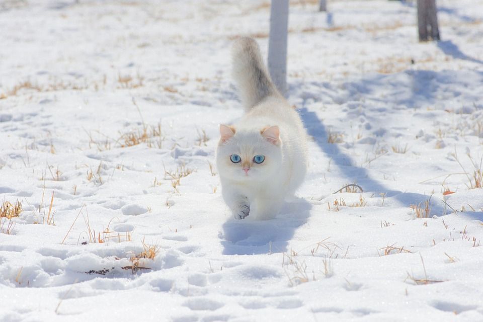 猫, 小猫, 雪, 白咪, 宠物, 年轻的猫, 动物, 国内的猫, 猫科动物