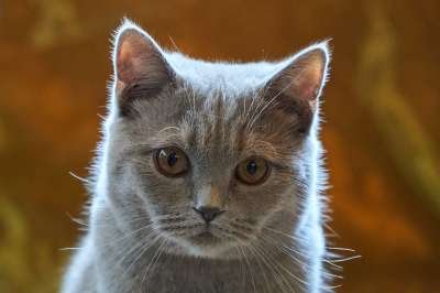 猫 可爱的 宿醉 小的 年轻 动物 家畜 毛皮 柔软的 灰色的