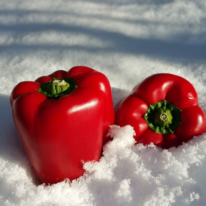 辣椒, 雪, 红色的, 蔬菜, 冬天